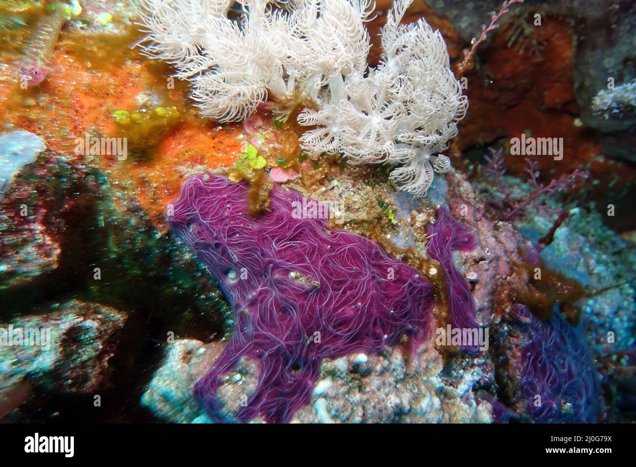 Purple ray sponge - Chalinula nematifera Stock Photo - Alamy