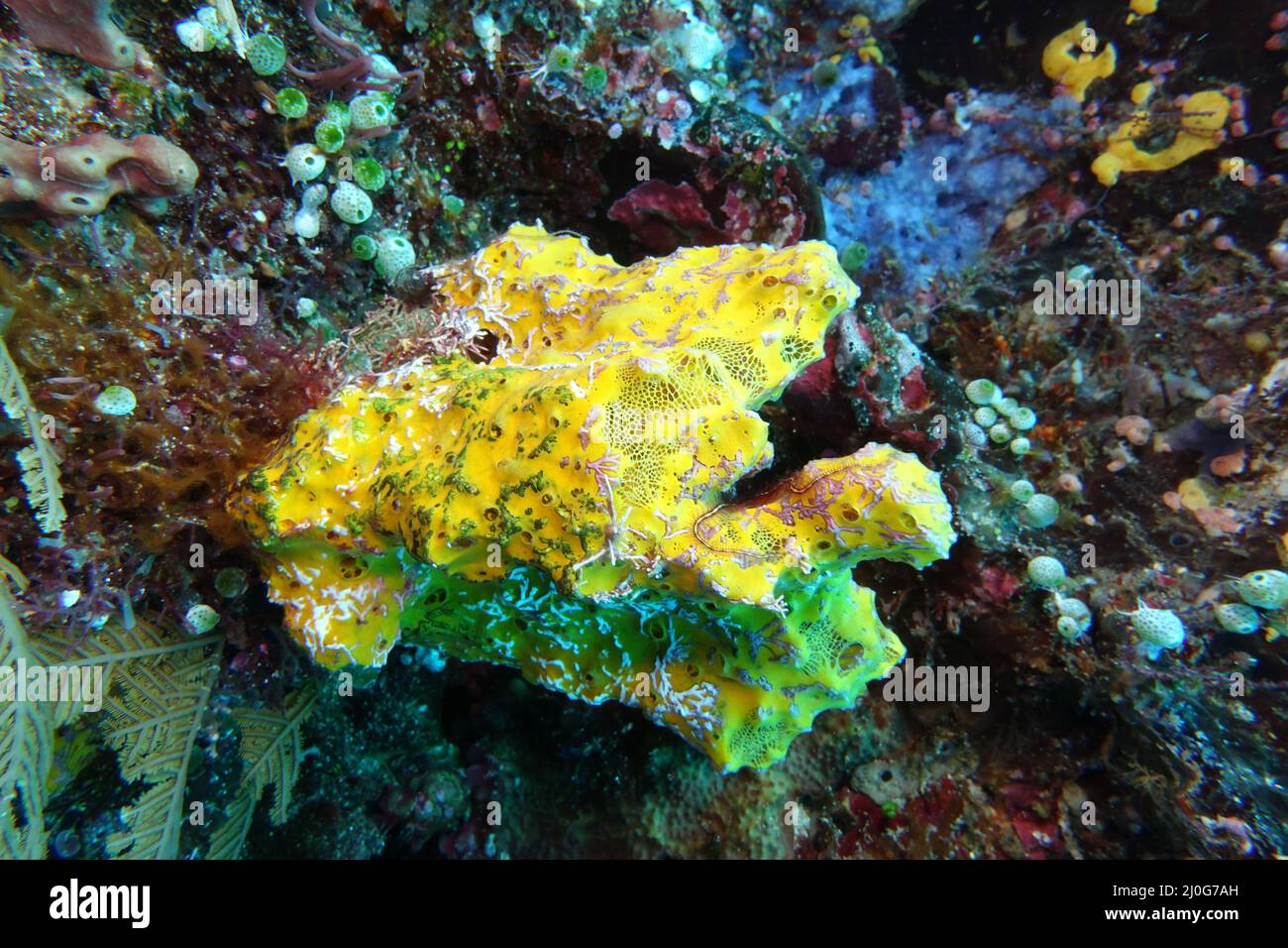 Yellow sponge - Mycale humilis Stock Photo