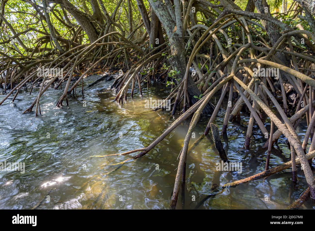 Roots and tropical vegetation typical of mangroves Stock Photo