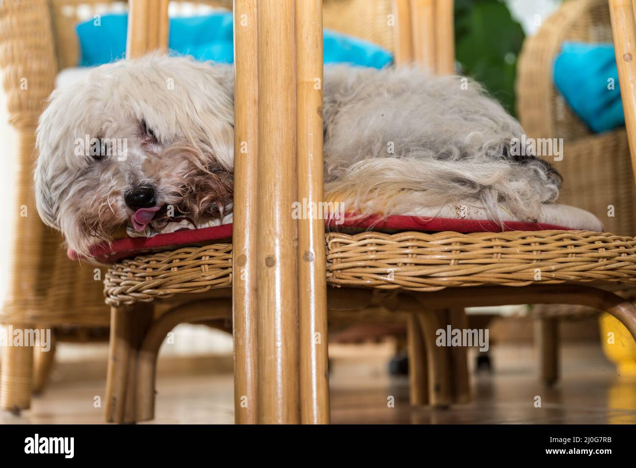 Dog shows the tongue - white Havanese at favorite place Stock Photo