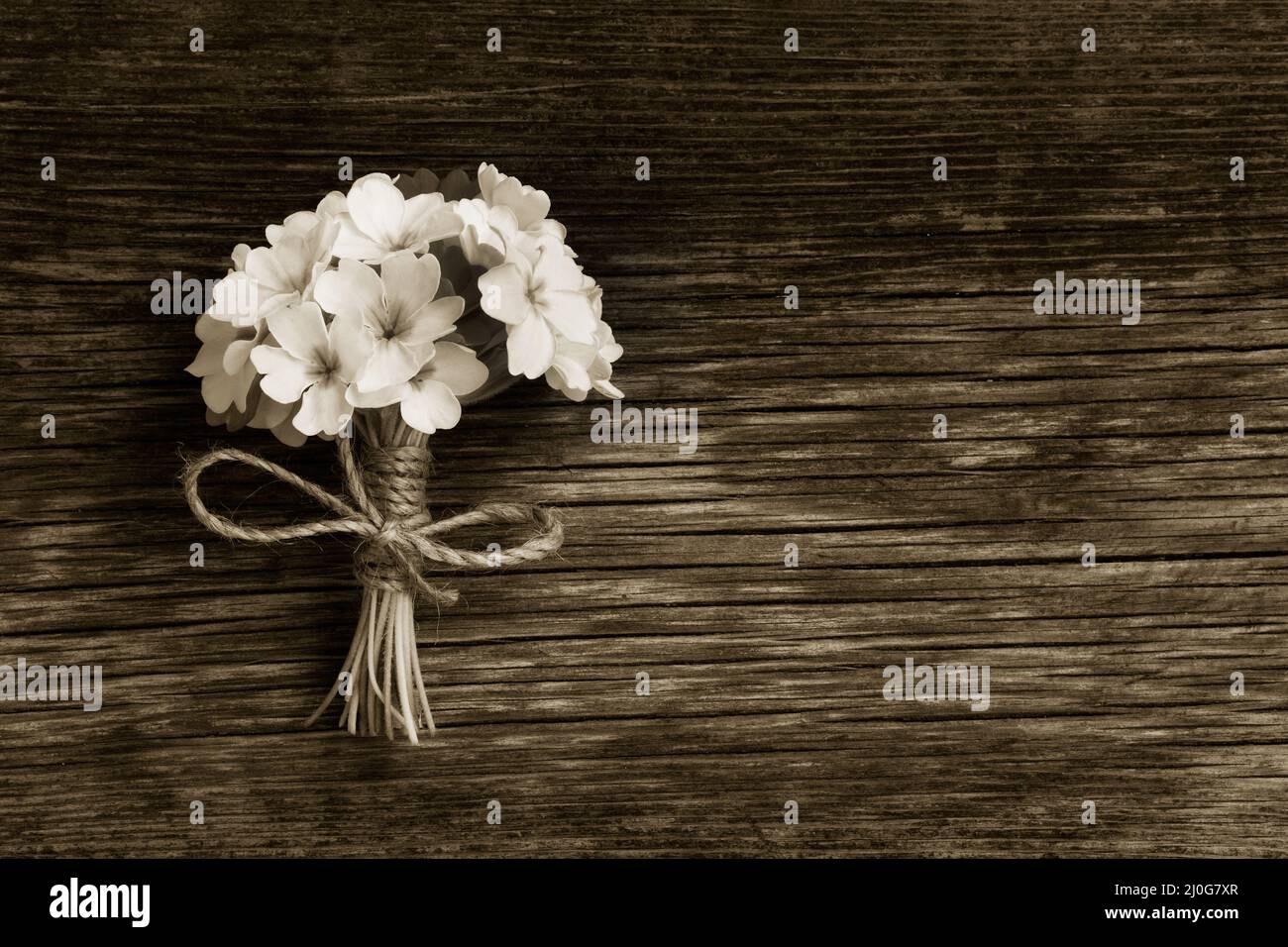 A bunch of primroses tied with string on an old wooden board in the cracks. Free space for text. Copy space. black and white pho Stock Photo