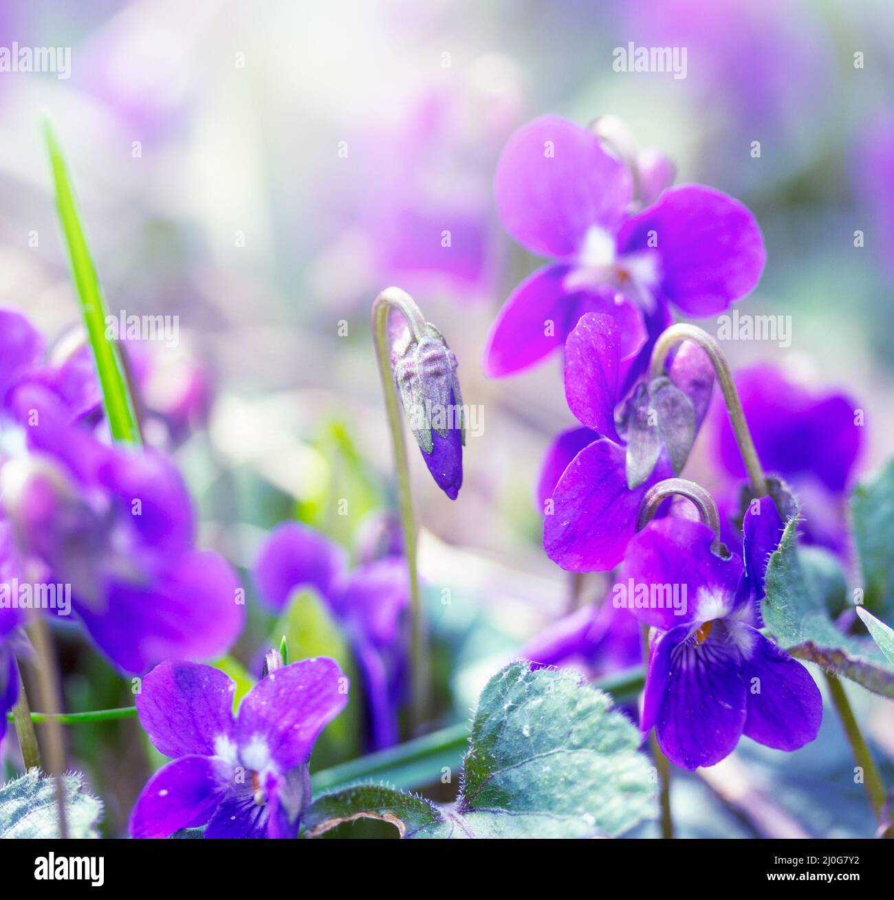 Meadow with wild flowers violets on a spring morning Stock Photo