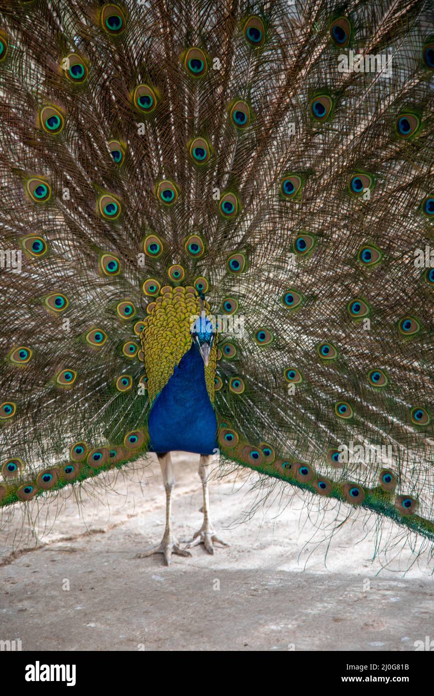 peacock in springtime with beautiful feathers Stock Photo