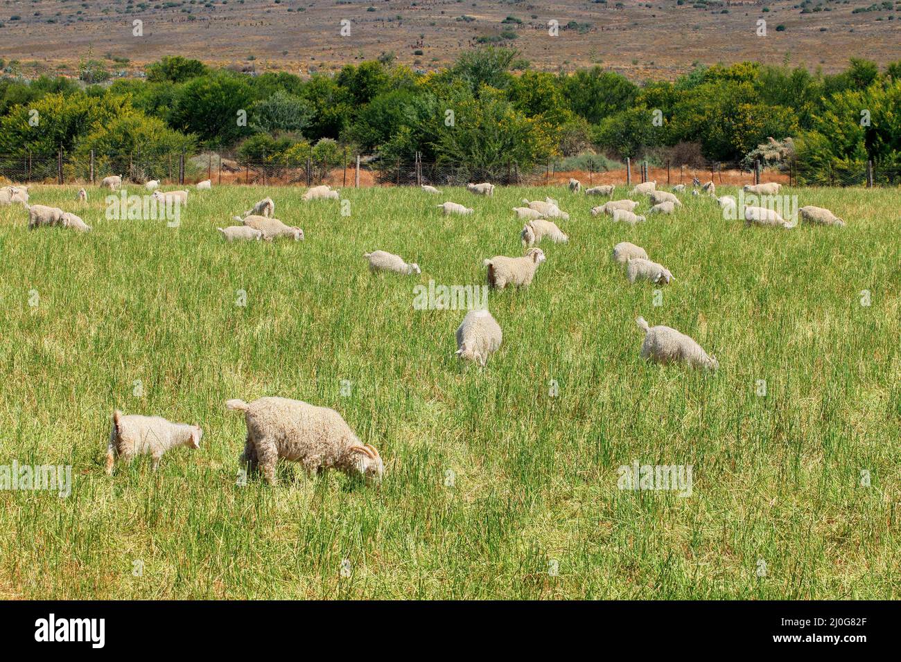 Angora goats grazing on pasture on a rural farm, South Africa Stock Photo