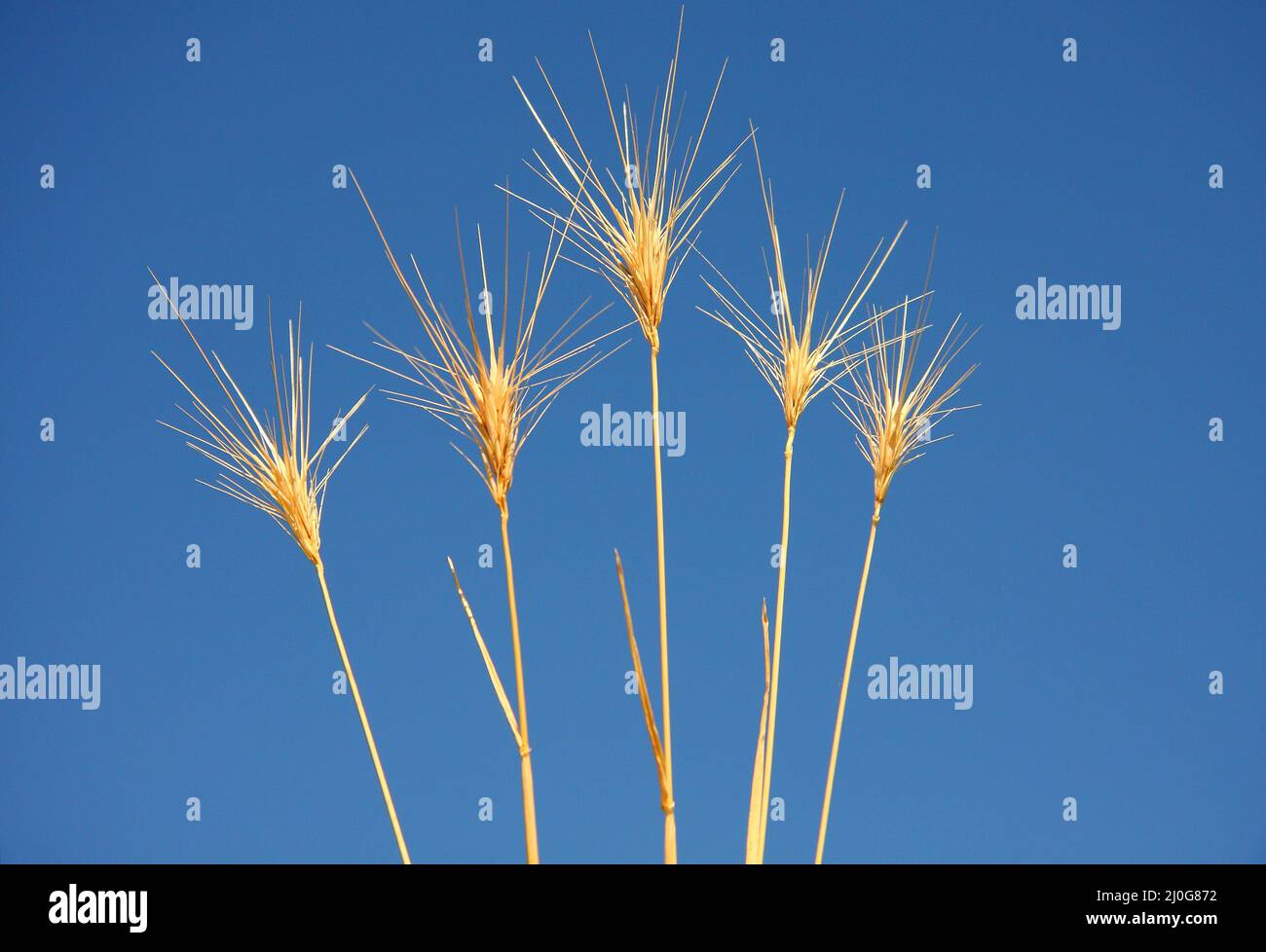 Glowing cereals Stock Photo
