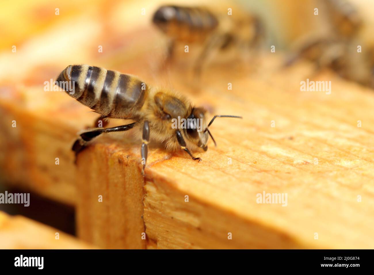 A bee fanning the air Stock Photo