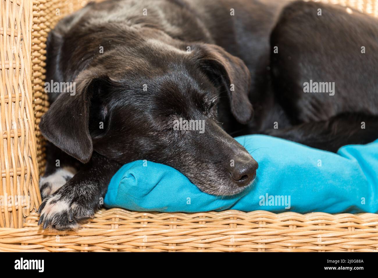Black dog sleeps on rattan armchair - favorite place of a dog Stock ...