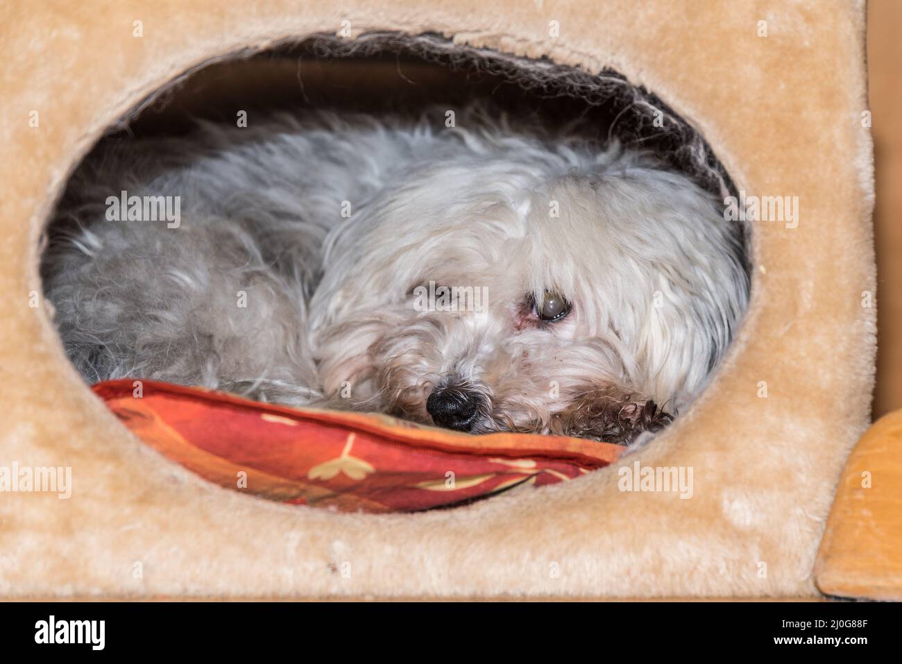 Small dog relaxes in the cave of a cat scratching tree - Havanese Stock Photo