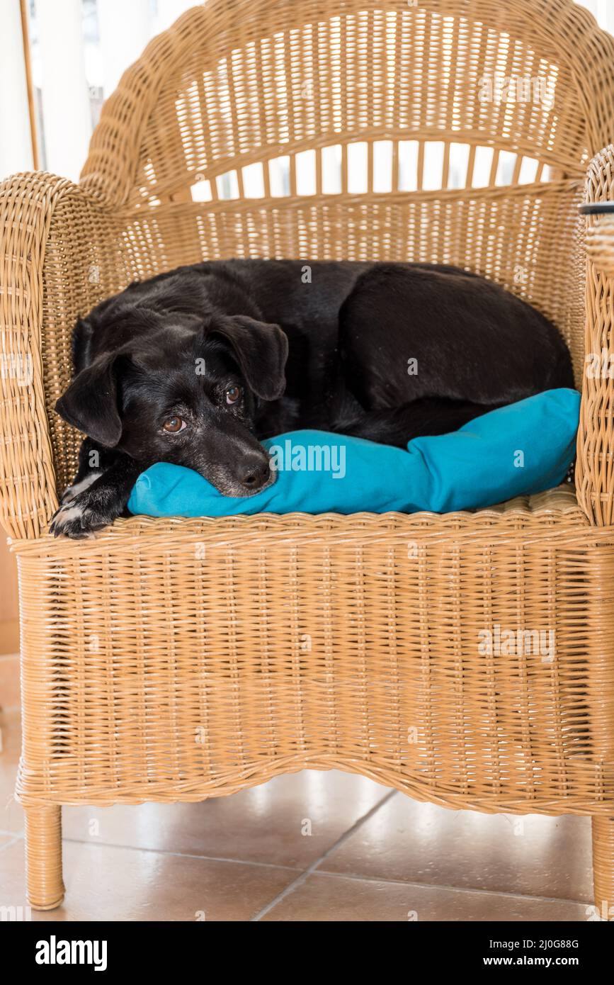 Dog relaxes on the rattan armchair, his favorite place Stock Photo