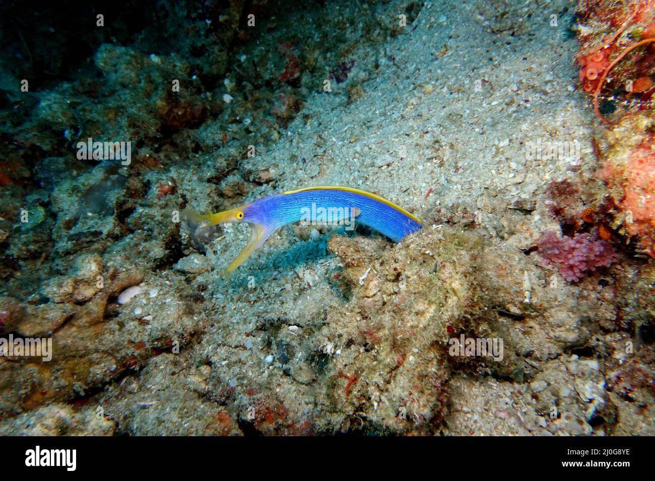 Nose moray eel, ghost moray eel or nose moray eel (Rhinomuraena ...