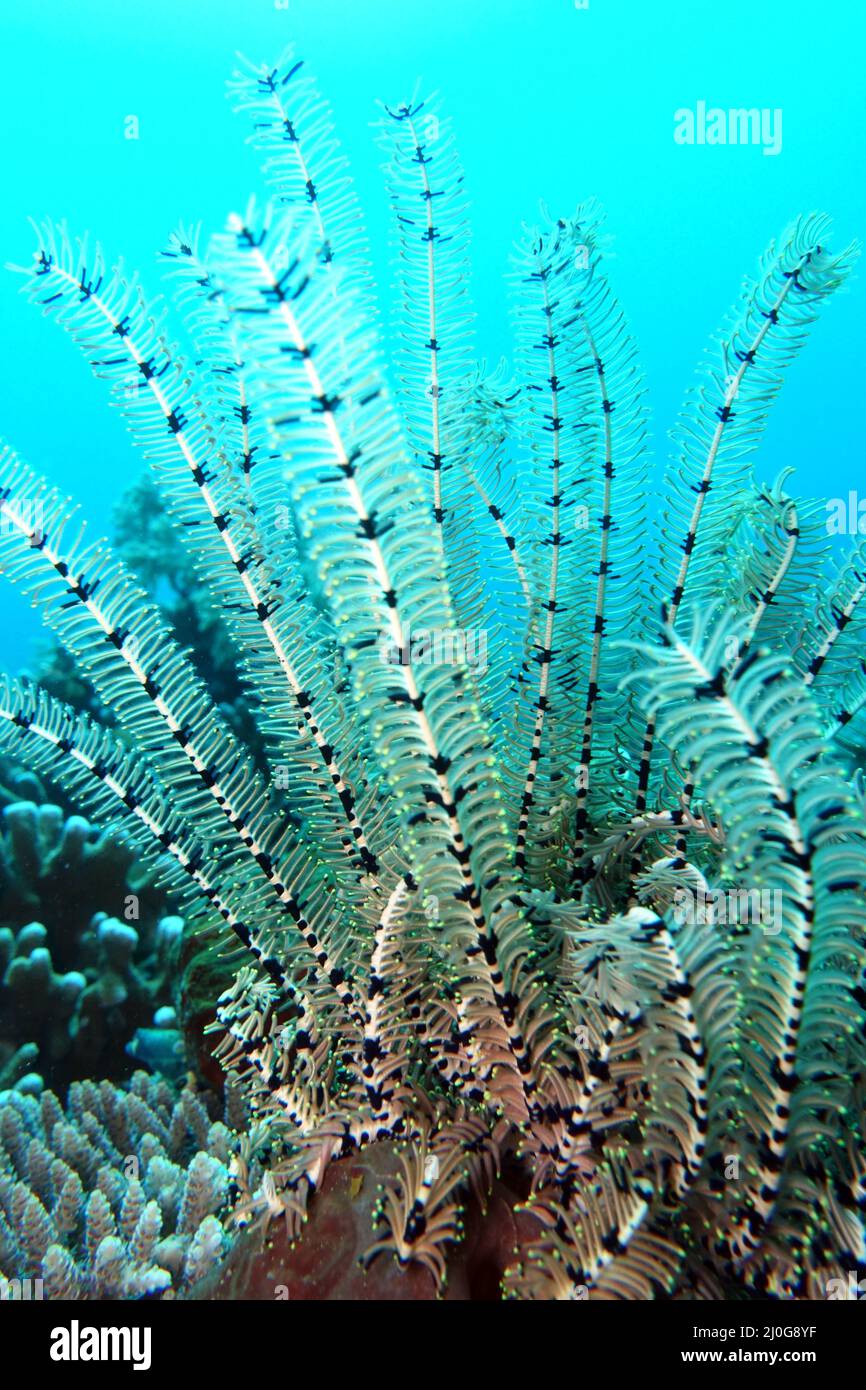 Hairy star, feather star or sea lily on the coral reef Stock Photo