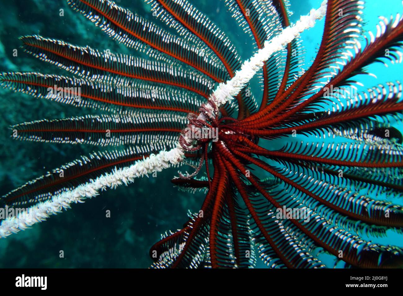 Hairy star, feather star or sea lily on the coral reef Stock Photo