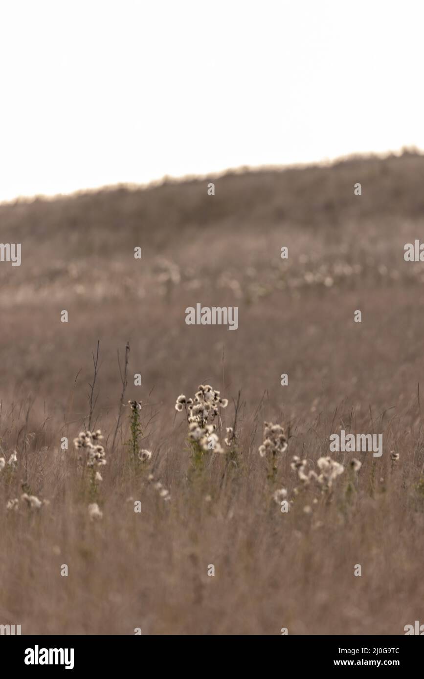 Large white wildflowers hi-res stock photography and images - Alamy