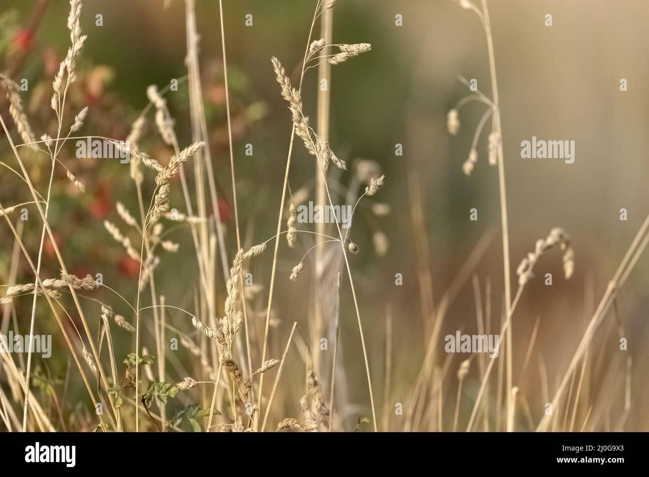 Golden tall grass field in hi-res stock photography and images - Alamy