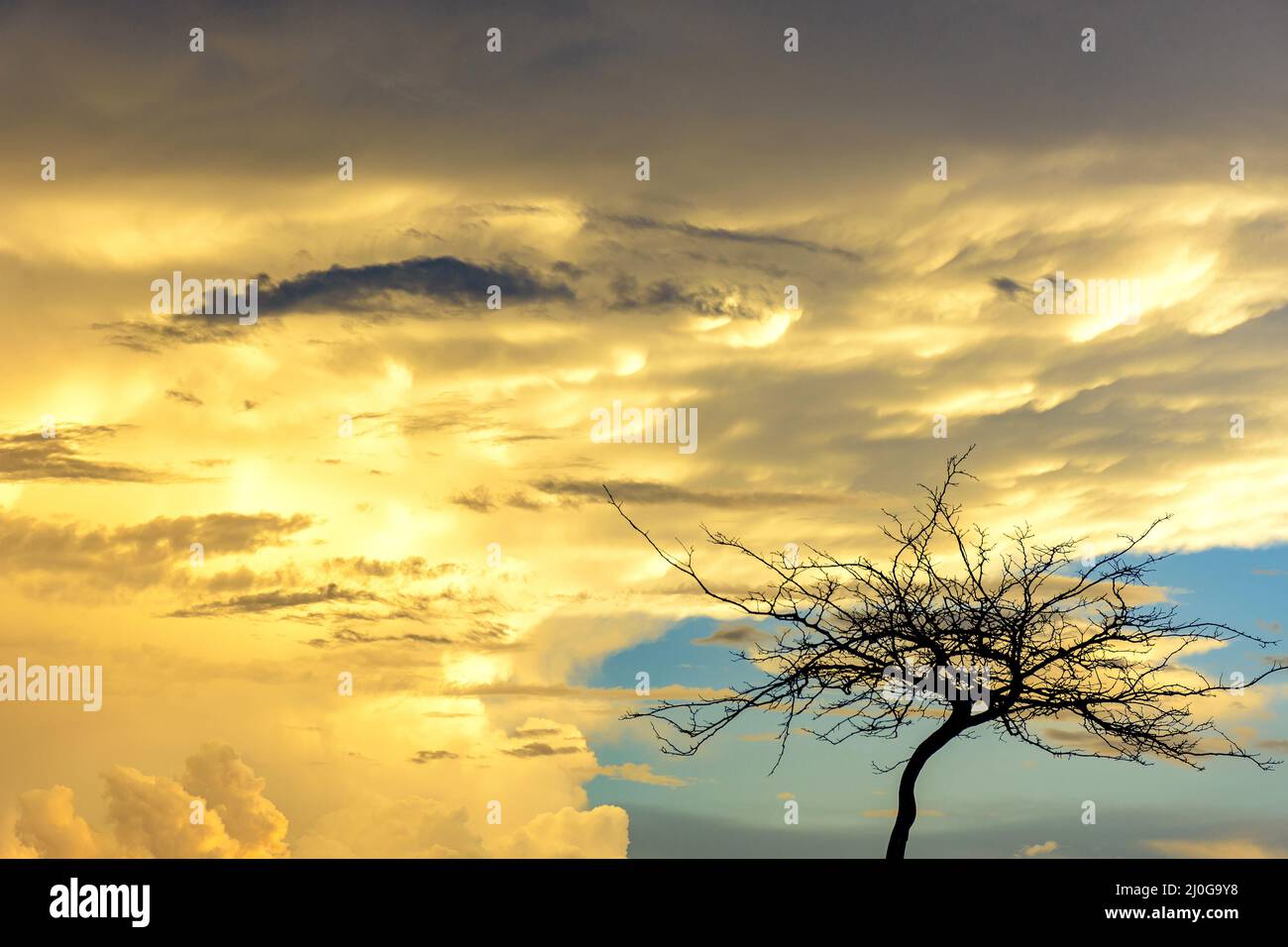 Dry tree sky clouds hi res stock photography and images Alamy