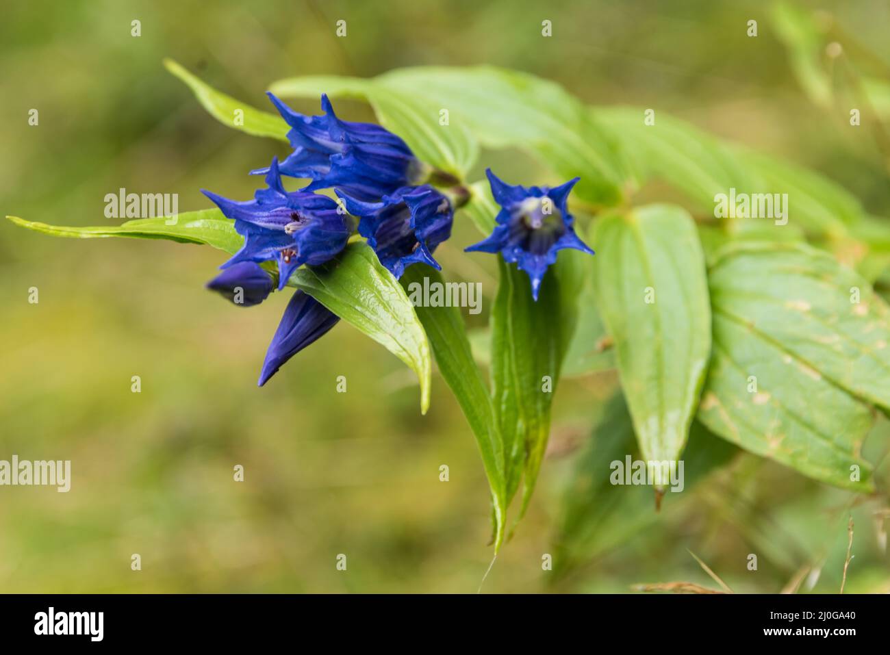 Blue flowering gentian species - mountain plant and medicinal plant Stock Photo