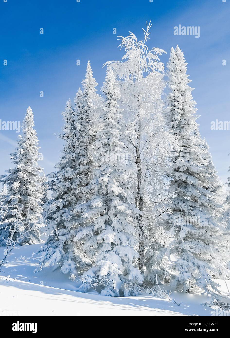 Snow-covered trees in winter landscape Stock Photo - Alamy