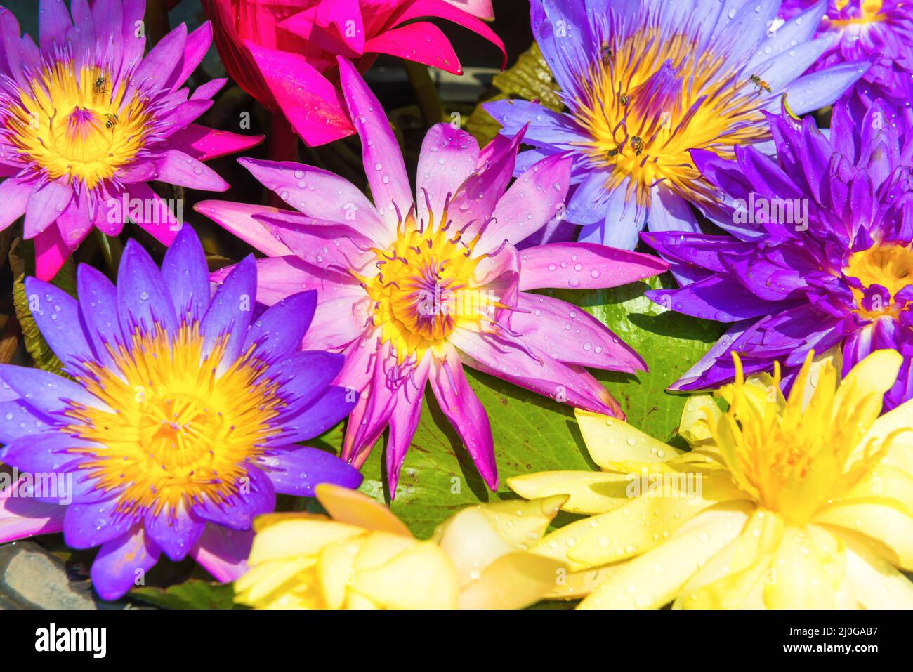Water lotus nelumbo flowers Stock Photo