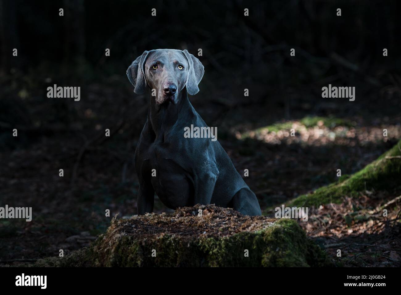 Dog in dark forest Stock Photo