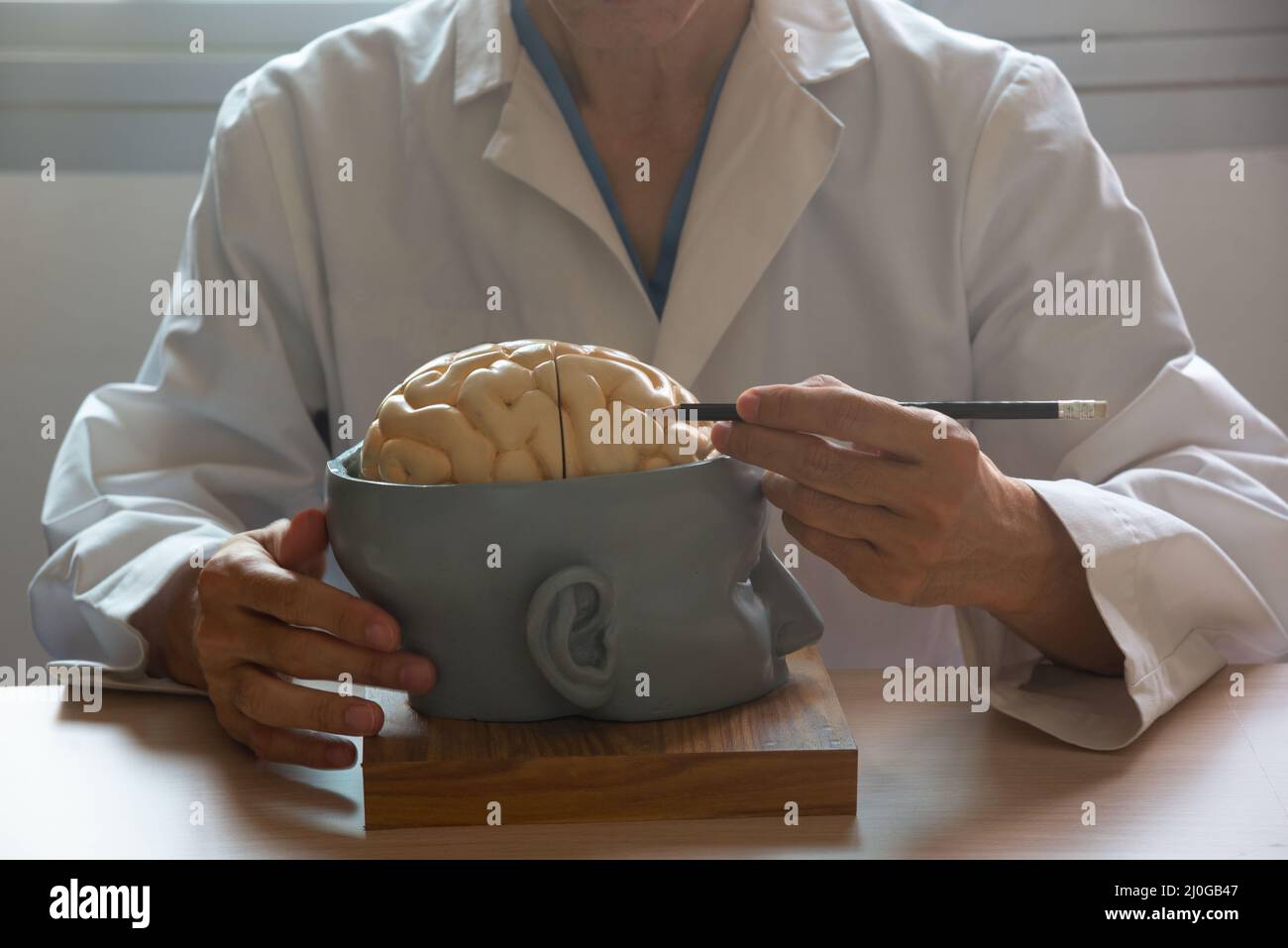 Neurosurgeon Math A neurosurgeon demonstrating human brain model anatomy by using pencil ...