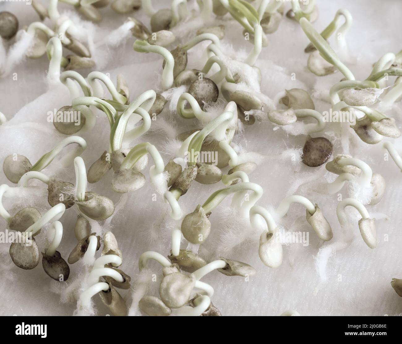 Bell pepper seeds germinate hires stock photography and images Alamy