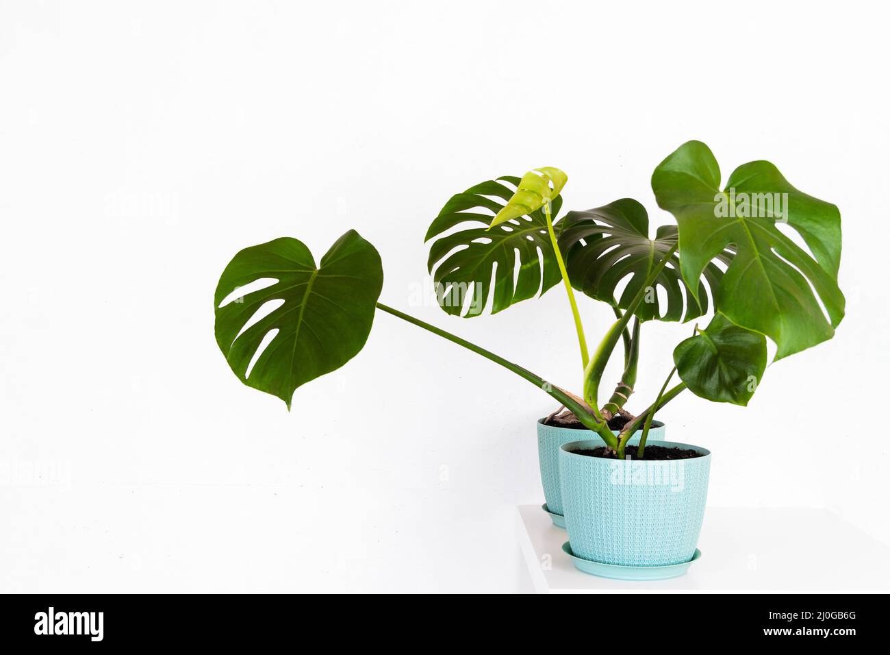 Green tropical monstera plant in a flower pot on a table against a white wall Stock Photo