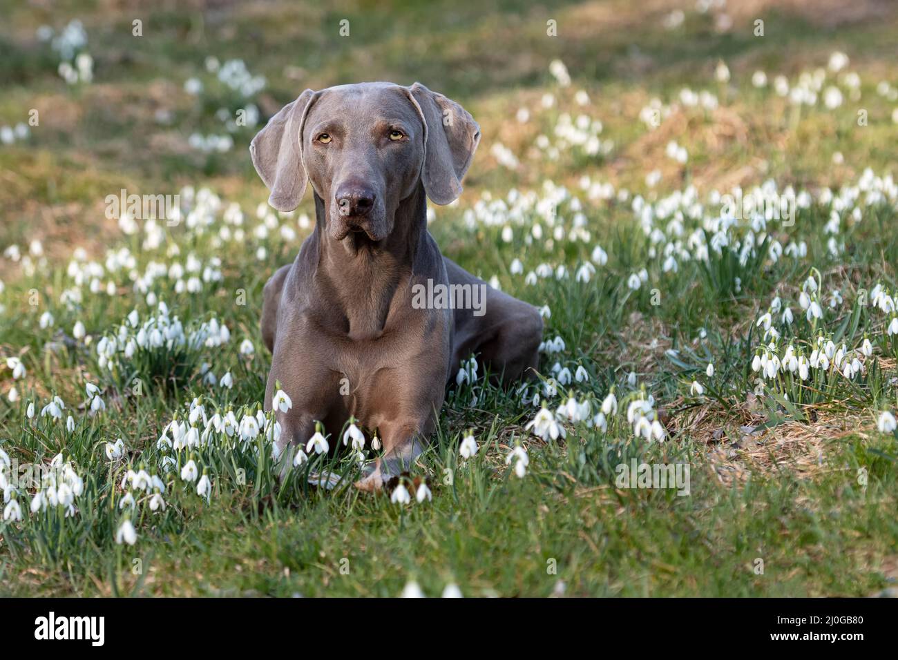Dog between springflowers Stock Photo