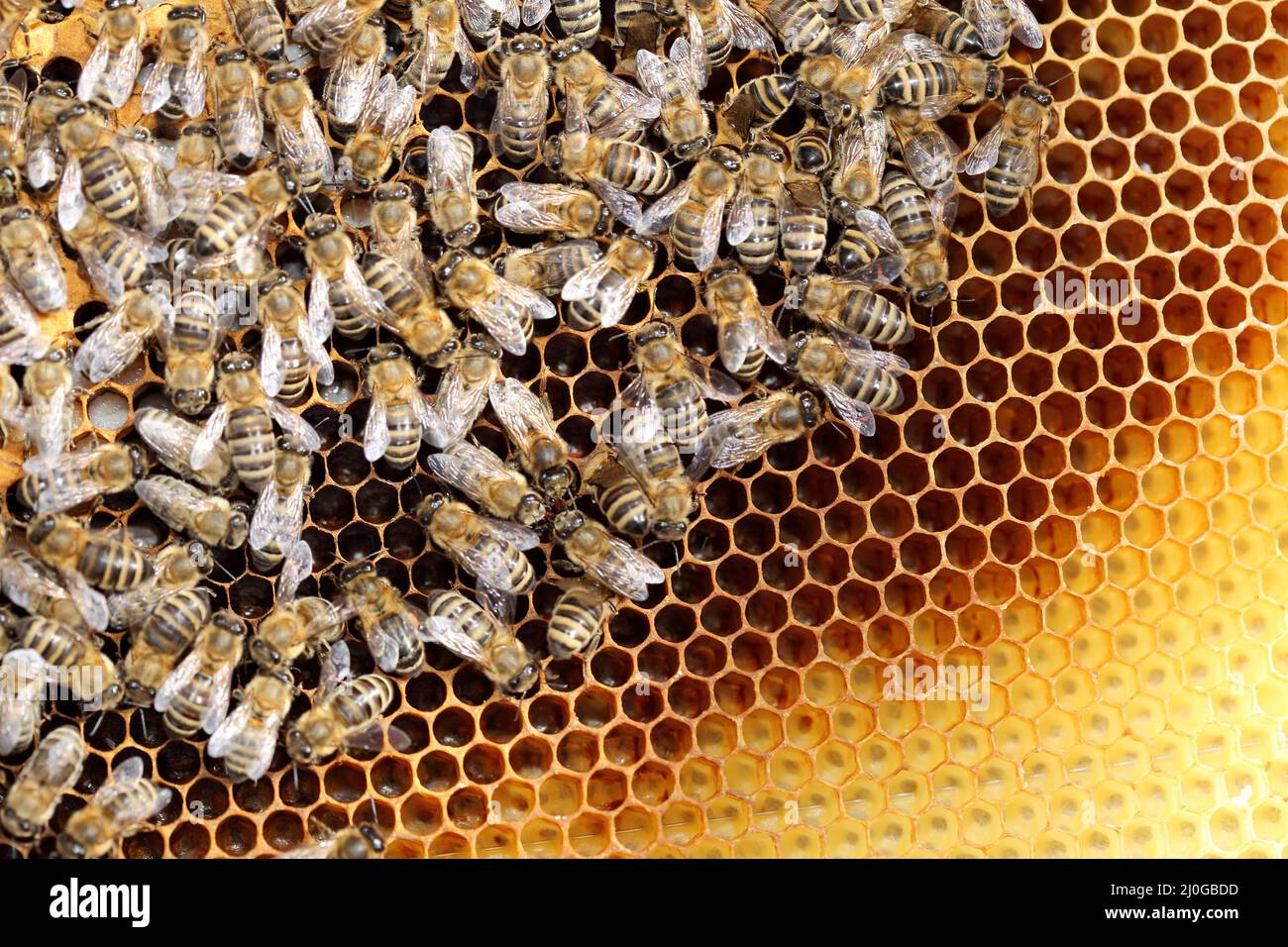 Some honey bees on a beeswax Stock Photo