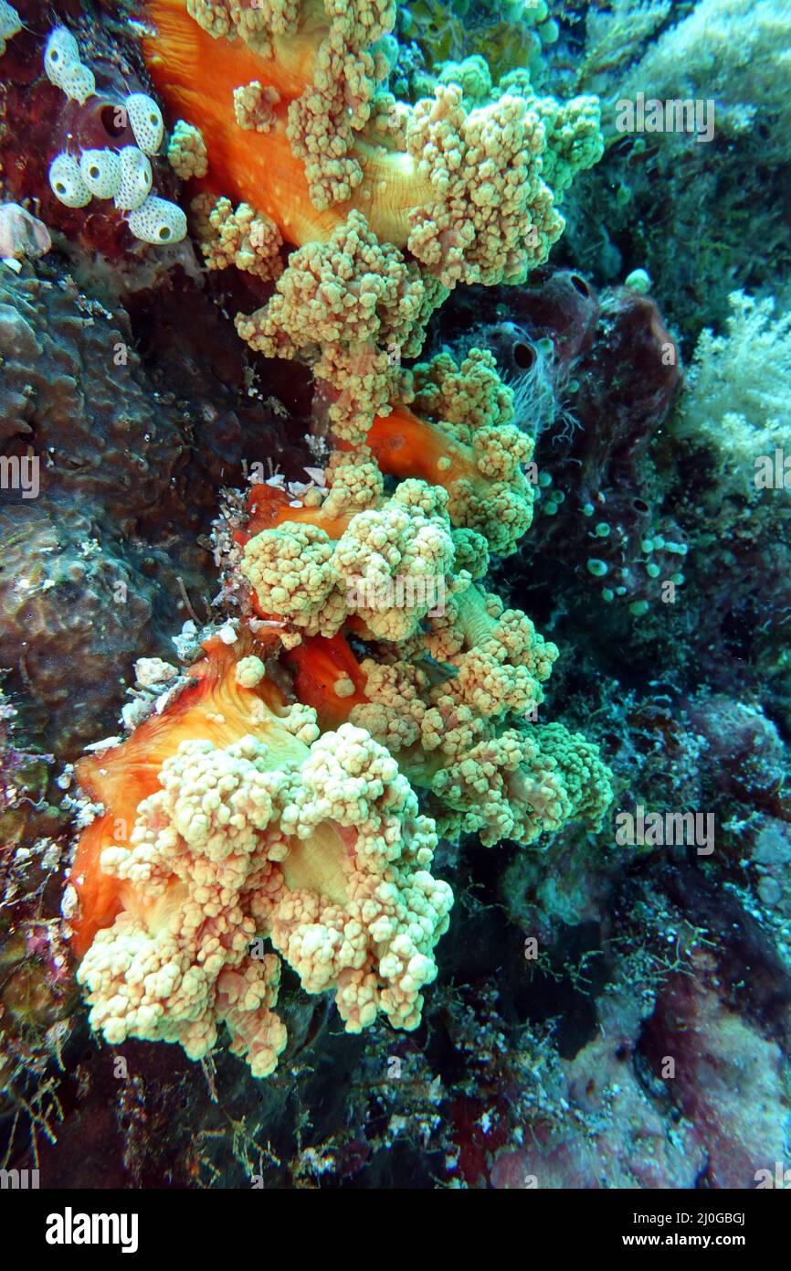 Cauliflower-like soft coral with retracted polyps Stock Photo