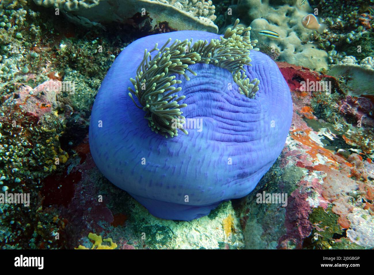 Fast closed beautiful anemone Heteractis magnifica Stock Photo