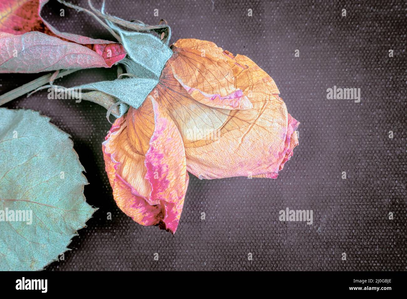 Dark rose hi-res stock photography and images - Alamy