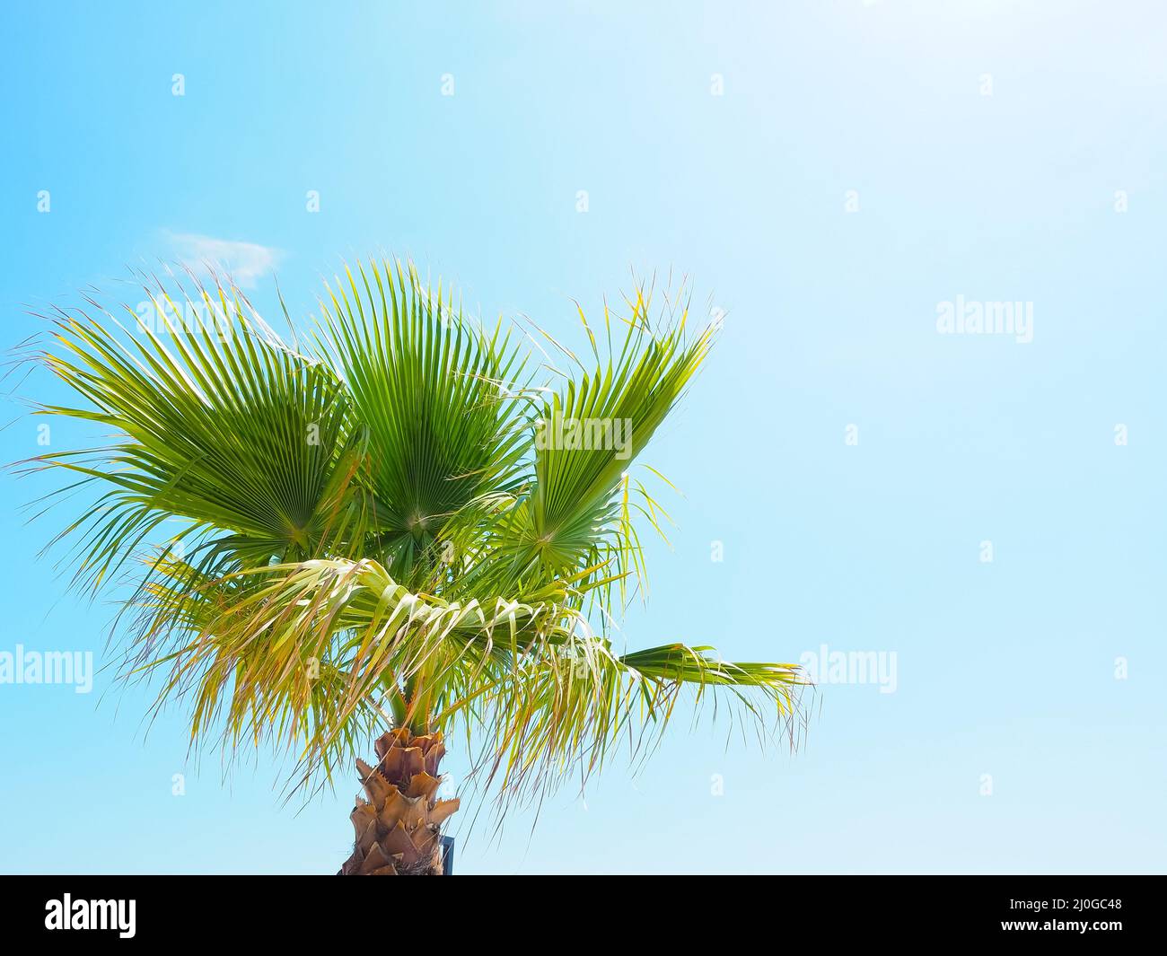 Wind blown tree hi-res stock photography and images - Alamy