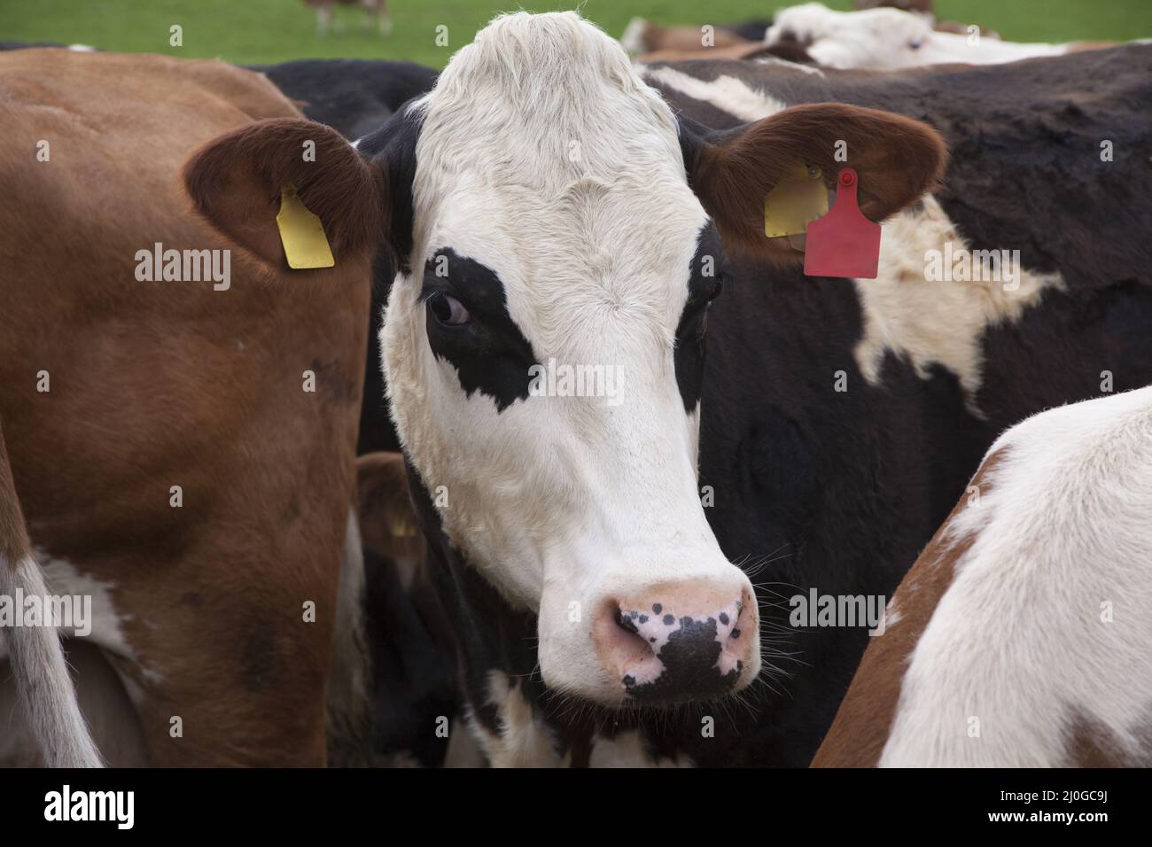 Close-up of cows in a meadow Stock Photo - Alamy