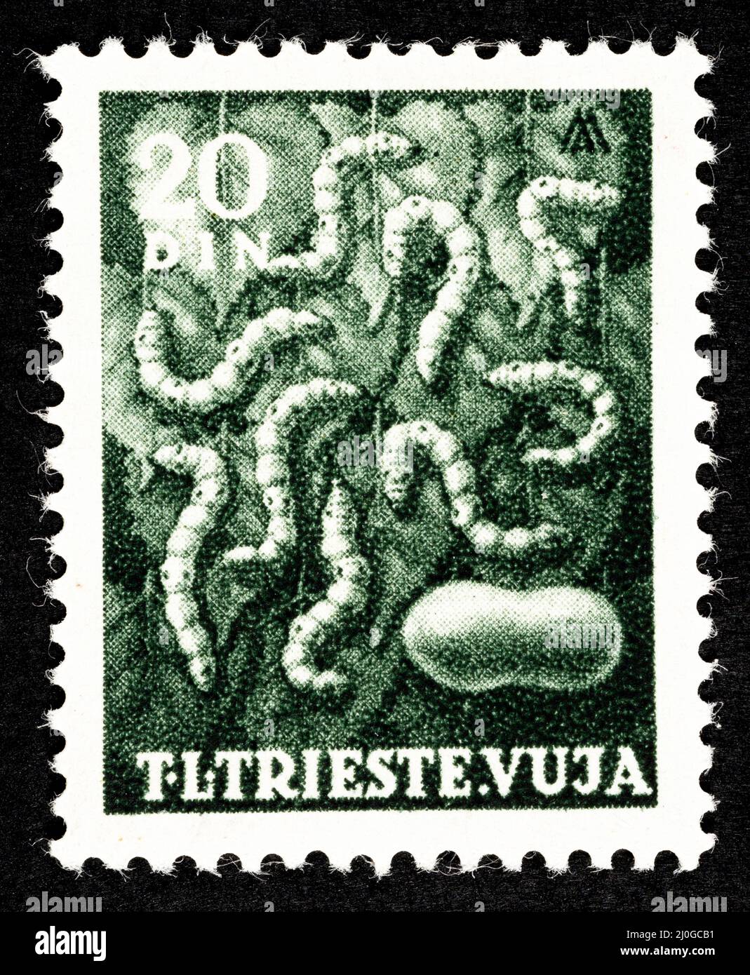 Commemorative postage stamp from the former Yugoslavia, overprinted STT VUJNA, with the illustration of silkworms of the free territory of Trieste, zo Stock Photo