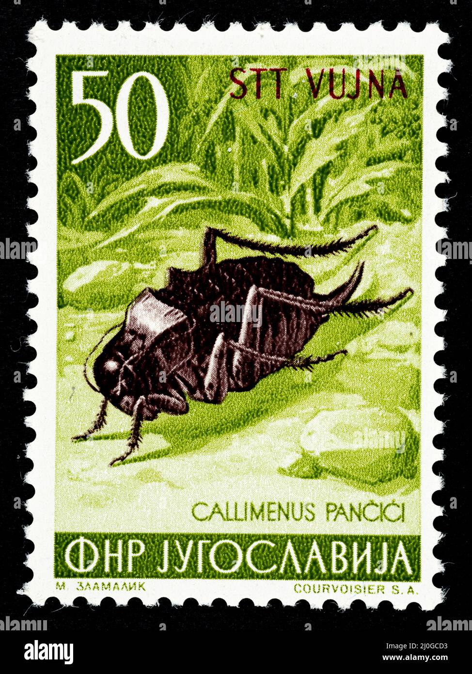 Commemorative postage stamp with the illustration of a cricket (Callimenus Pancici)  issued by the  former Yugoslavia overprinted STT VUJNA, free terr Stock Photo