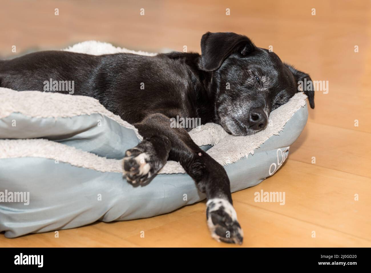 Cozy dog hires stock photography and images Alamy