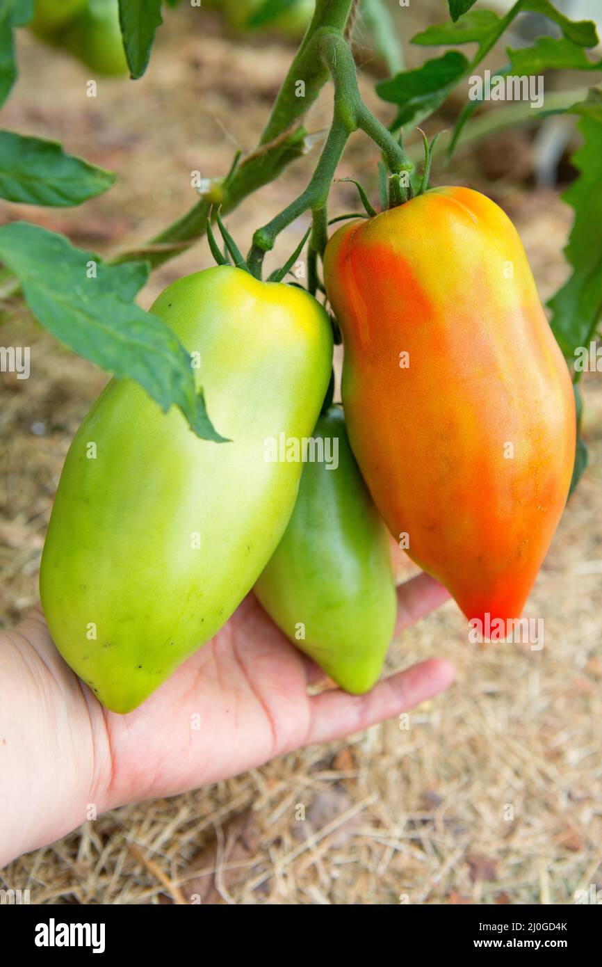 Women's arm holding branch of red ripe and unripe tomatoes Stock Photo