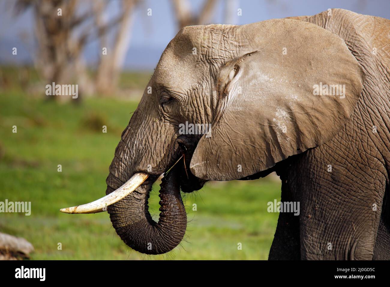 African Elephant (Loxodonta africana) in Profile, Feeding. Amboseli, Kenya Stock Photo