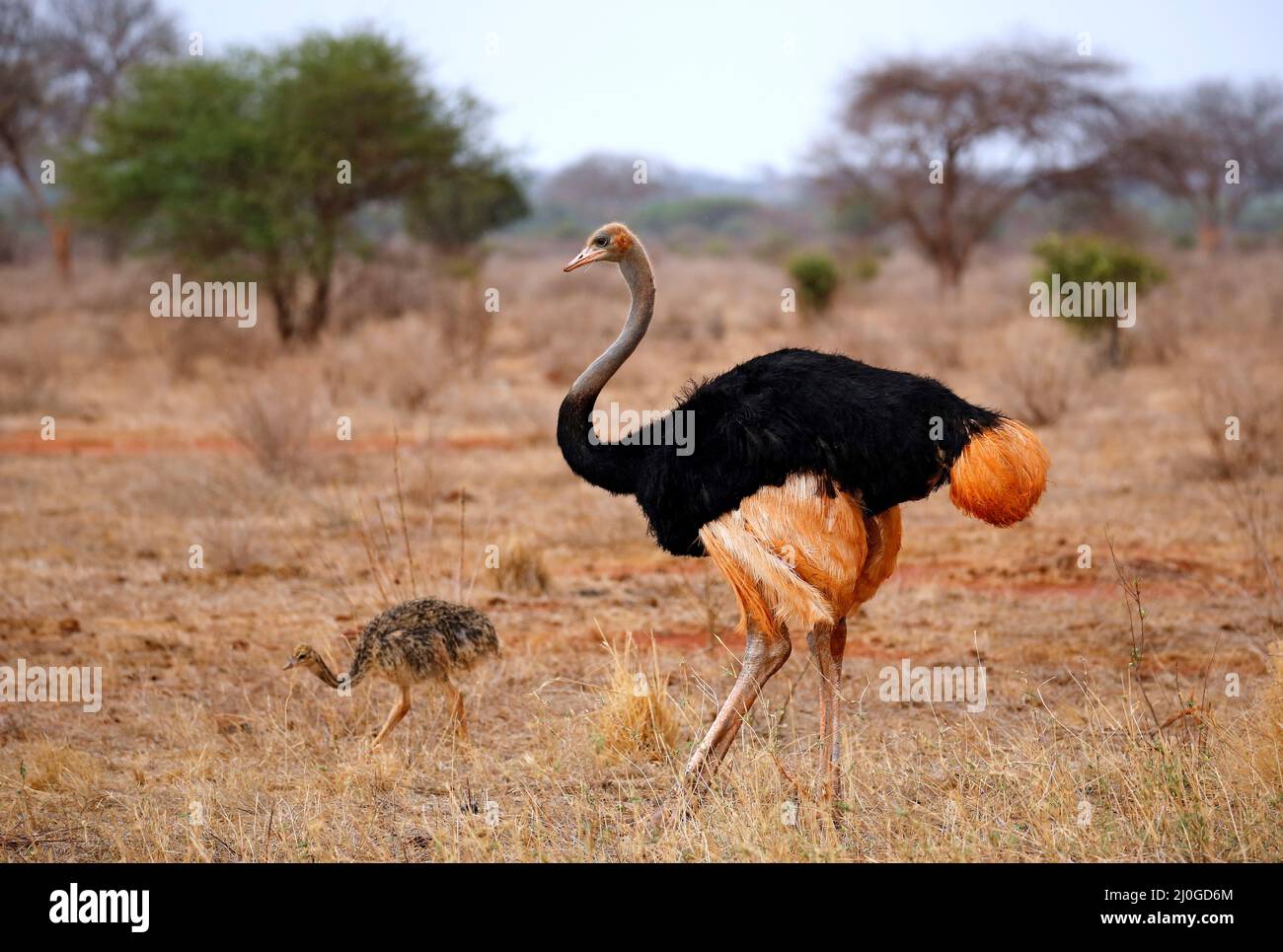 Male Common Ostrich (Struthio camelus), with Little Chick. Ngutuni, Tsavo East, Kenya Stock Photo
