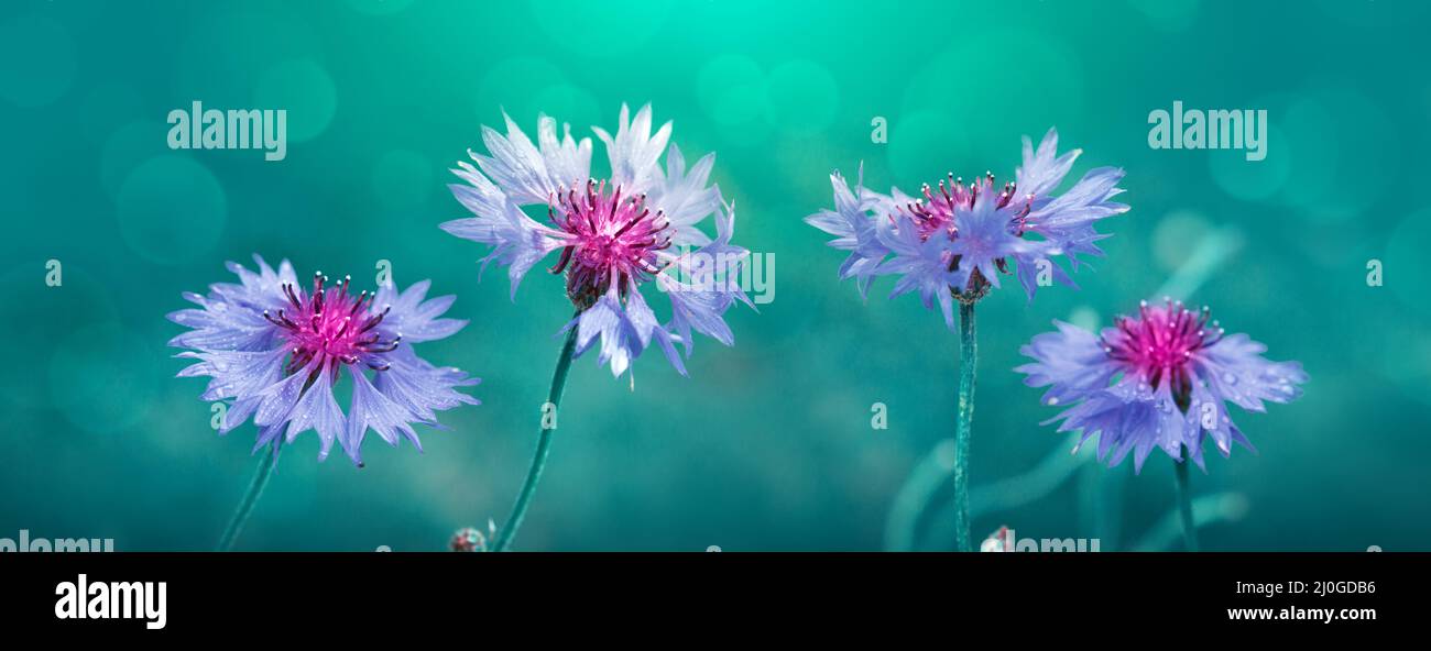 Big cornflowers isolated on blur green background Stock Photo Alamy