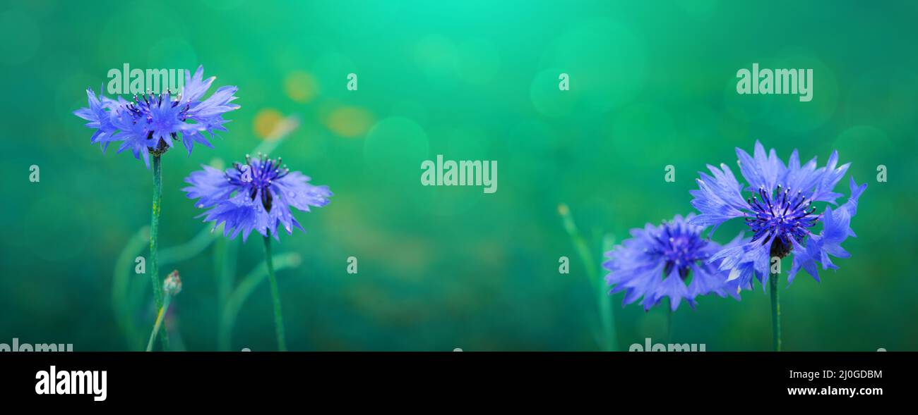 Big cornflowers isolated on blur green background Stock Photo Alamy