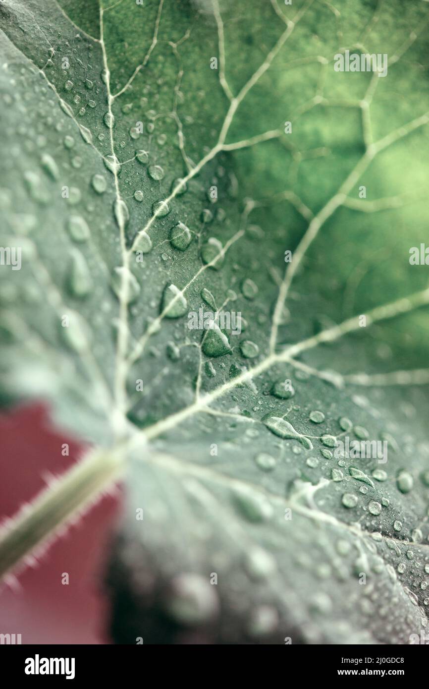 Cose up view of green leaf ith waterdrops . Stock Photo
