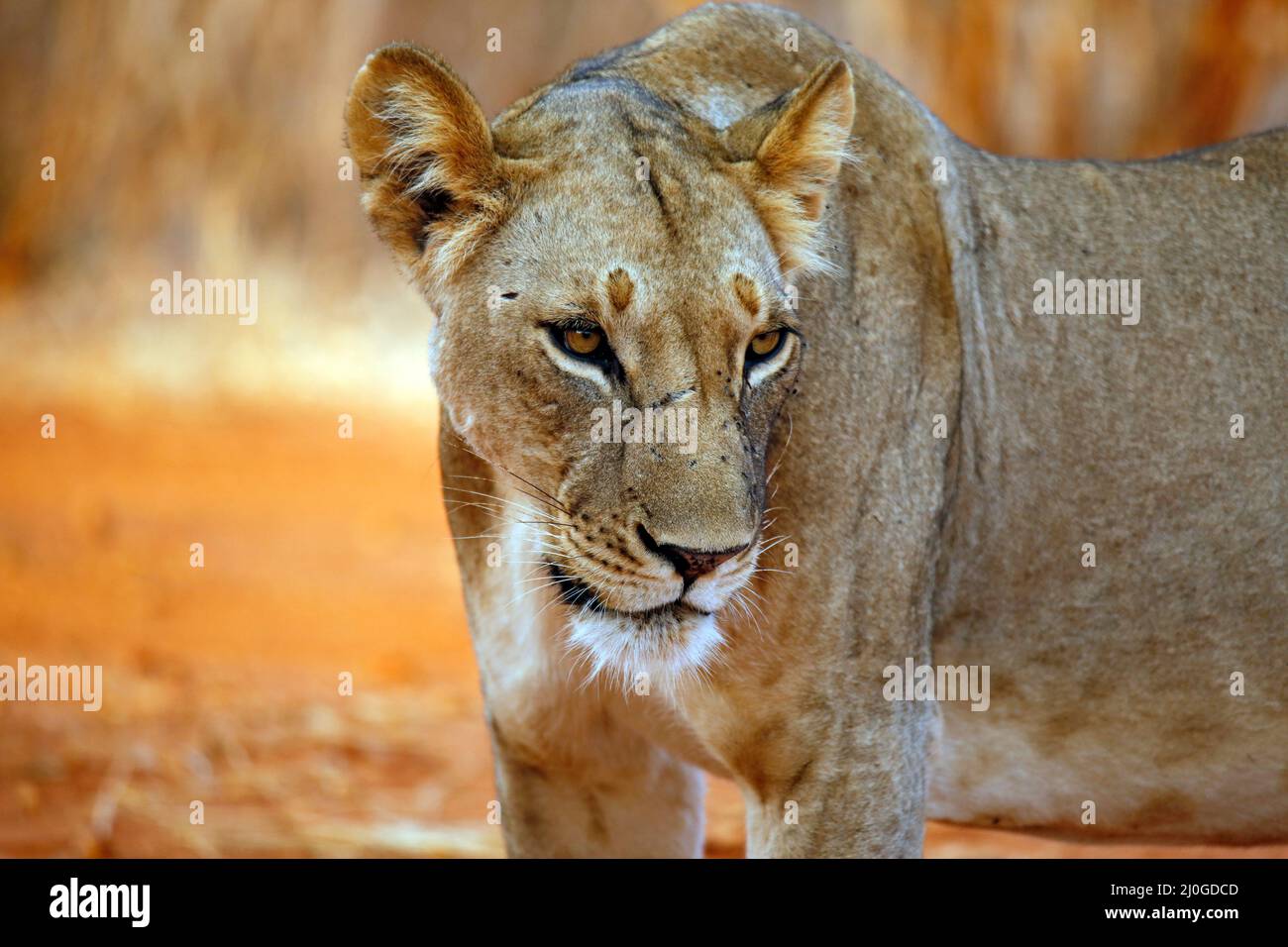 Close-up of a Lioness (Panthera Leo). Tsavo East, Kenya Stock Photo