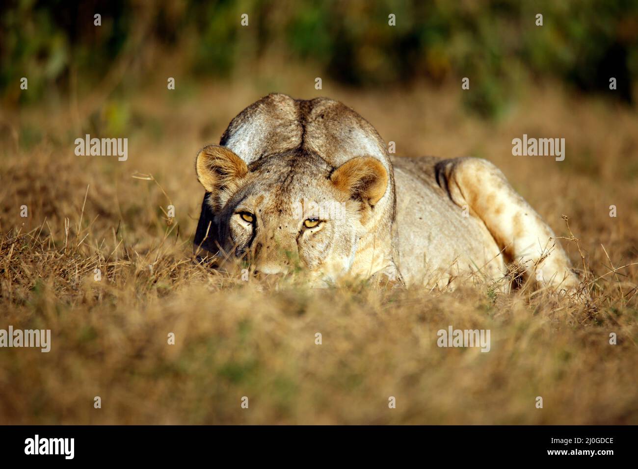 Lioness Lying in the Grass, Sneaking and making Eye-contact. Amboseli, Kenya Stock Photo