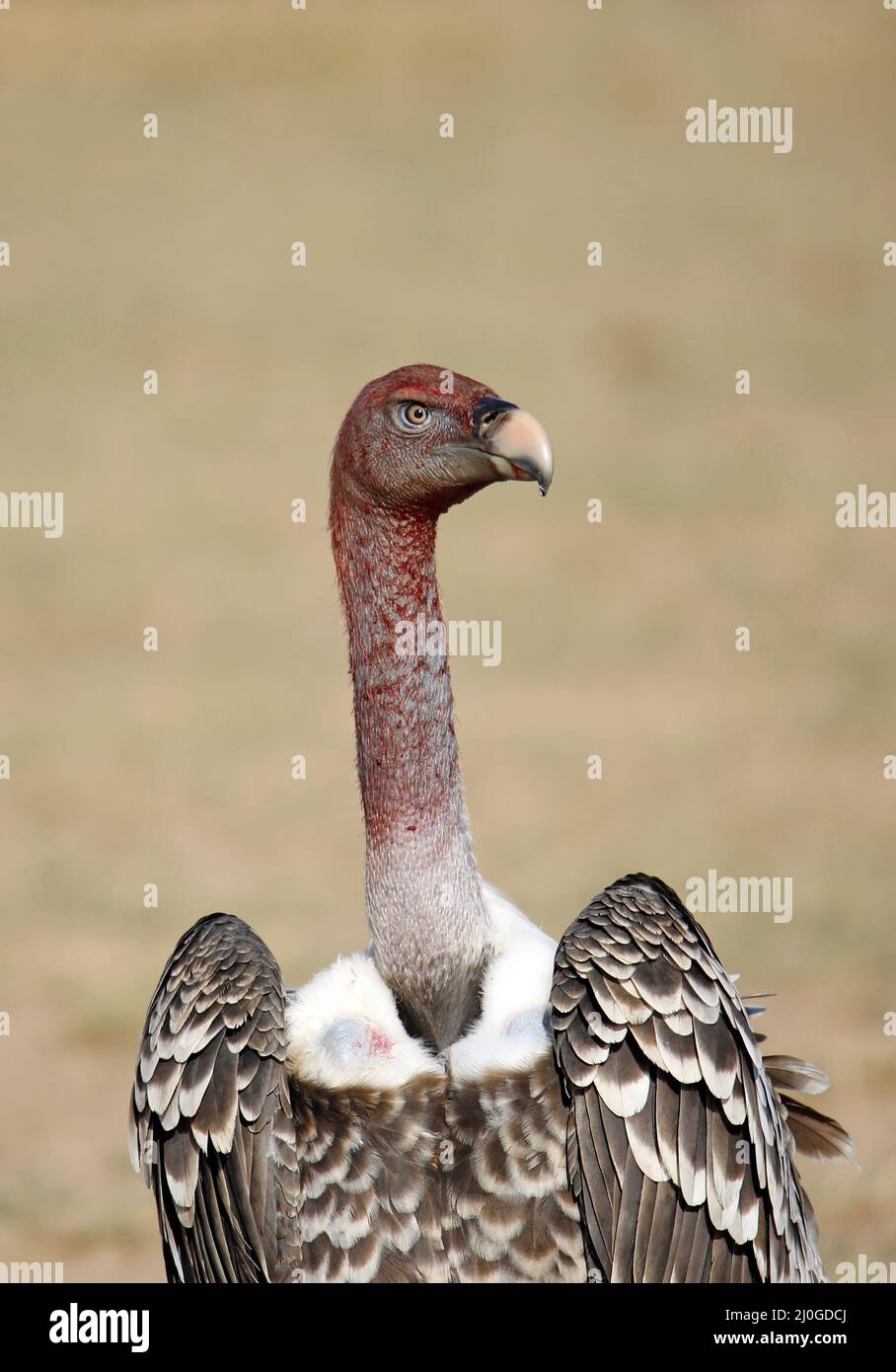 Rüppell's Vulture (Gyps rueppelli). Amboseli, Kenya Stock Photo