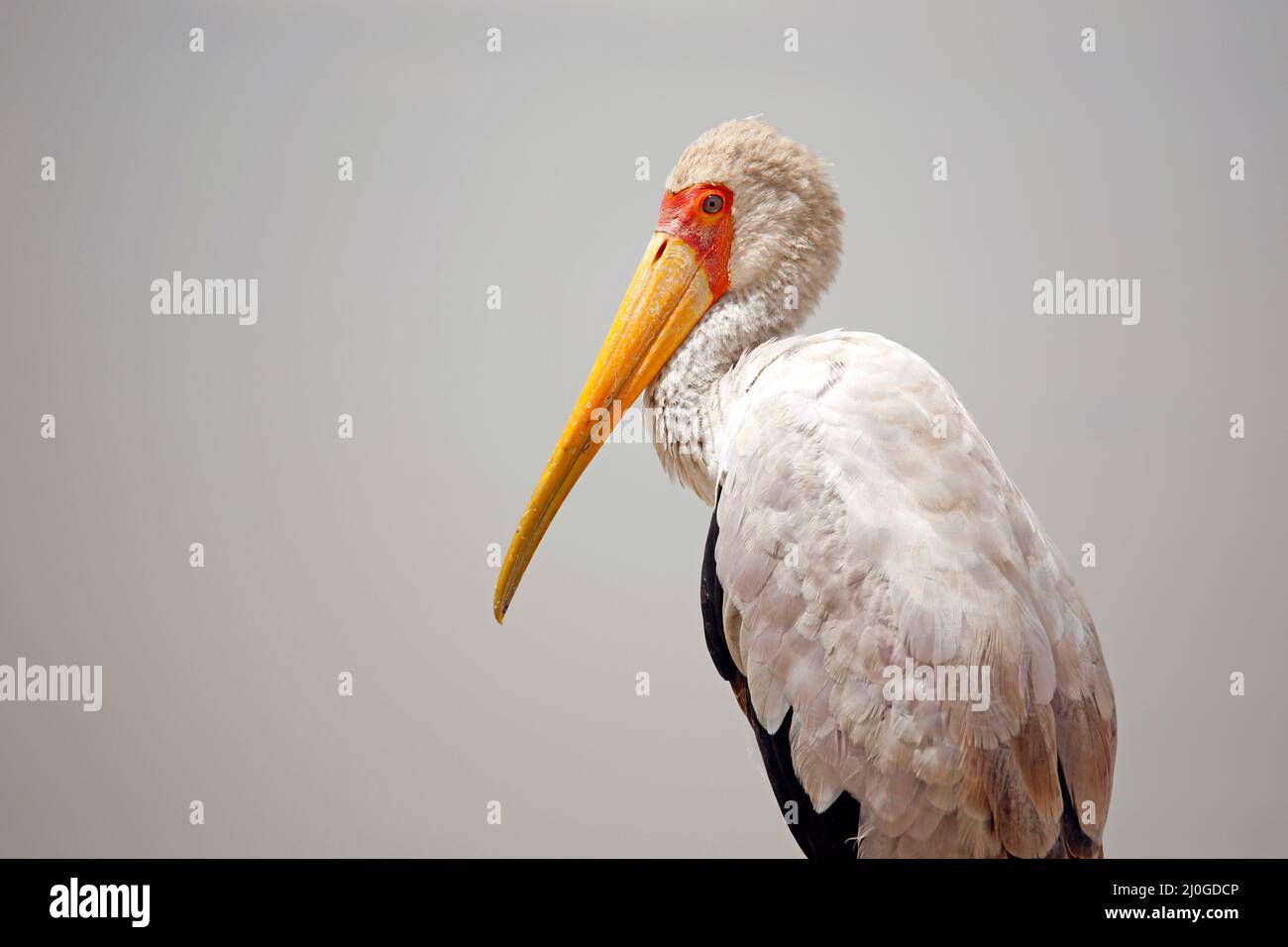 Yellow-billed Stork (Mycteria ibis) in Profile. Amboseli, Kenya Stock Photo