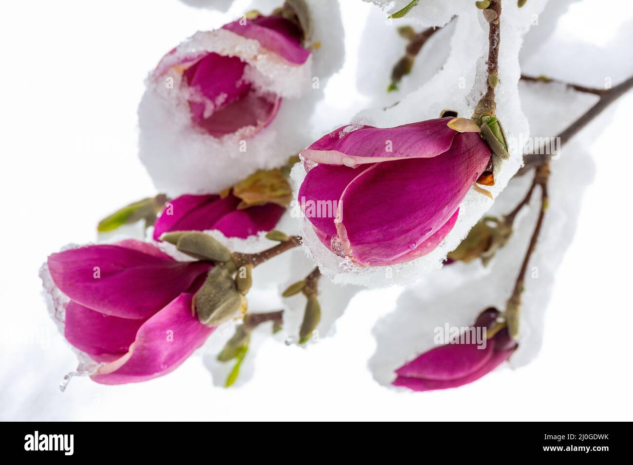 Magnolia flower buds hi-res stock photography and images - Alamy