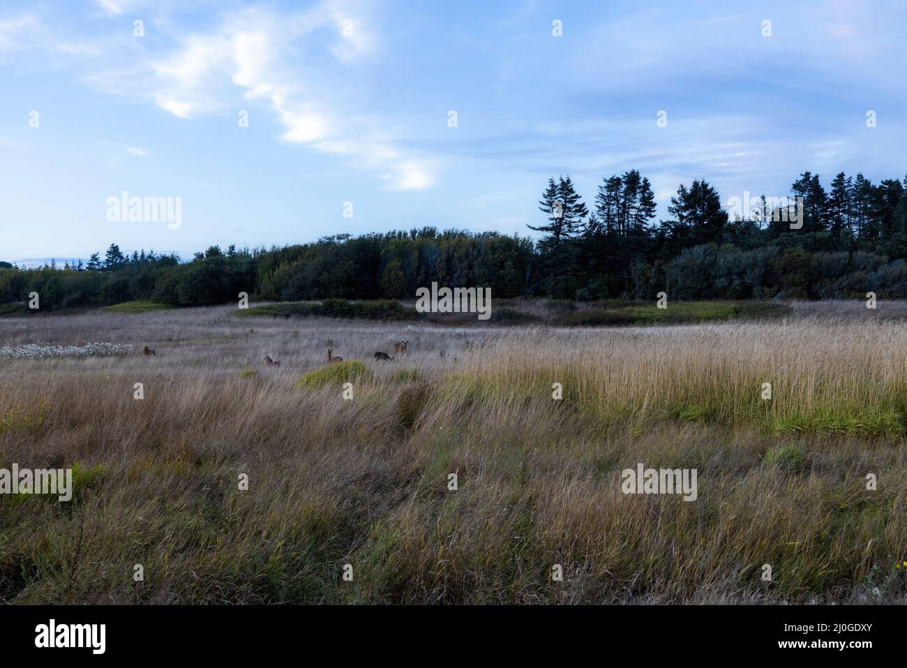 large field of tall dry grass below a clear blue sky Stock Photo Alamy