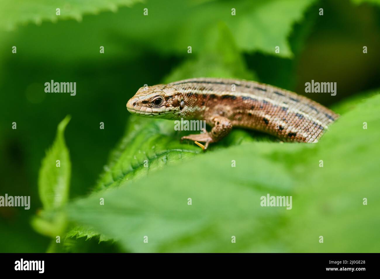 Viviparous lizard, or common lizard Stock Photo