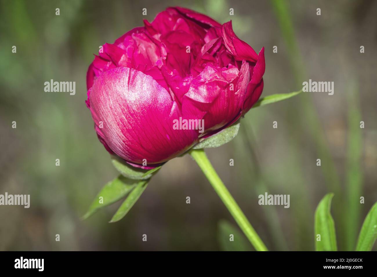 Blooming peony in the garden among green leaves Stock Photo